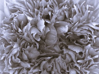 Fine Art Print of Extreme close-up of peony flower, full frame (Sepia) by Assaf Frank
