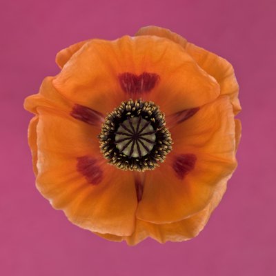 Fine Art Print of Close-up of orange oriental poppy by Assaf Frank