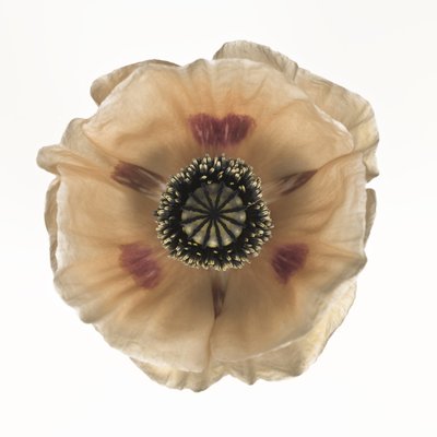 Fine Art Print of Close-up of oriental poppy by Assaf Frank