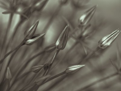 Fine Art Print of Allium flower, close-up (Sepia) by Assaf Frank