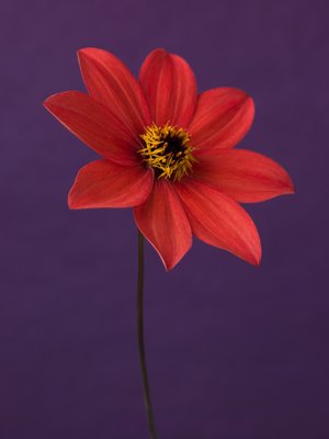 Fine Art Print of Close-up of Dahlia by Assaf Frank