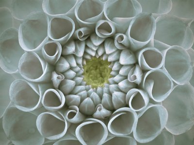 Fine Art Print of Extreme Close-up of Dahlia Petals by Assaf Frank