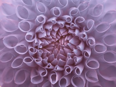 Fine Art Print of Extreme Close-up of Dahlia Petals by Assaf Frank