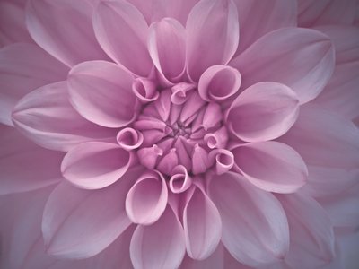 Fine Art Print of Extreme Close-up of Dahlia Petals by Assaf Frank