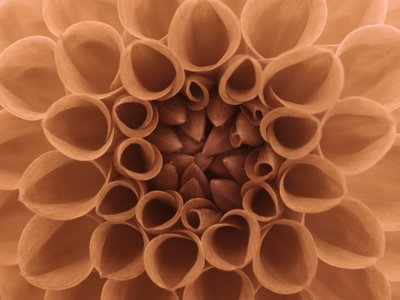 Fine Art Print of Extreme close-up of Dahlia petals (Sepia) by Assaf Frank