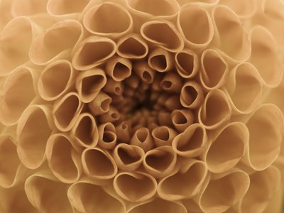 Fine Art Print of Extreme Close-up of Dahlia Petals by Assaf Frank