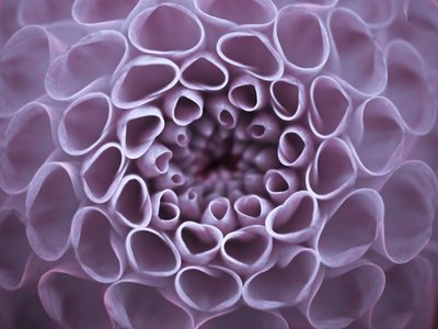 Fine Art Print of Extreme Close-up of Dahlia Petals by Assaf Frank