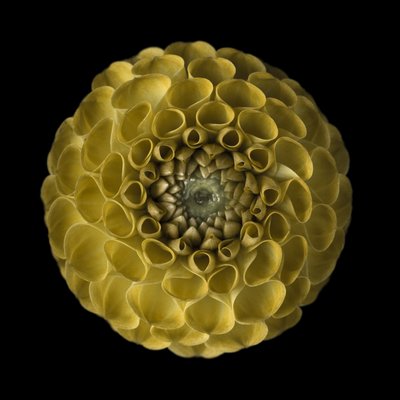 Fine Art Print of Close-up of pompom Dahlia flower by Assaf Frank