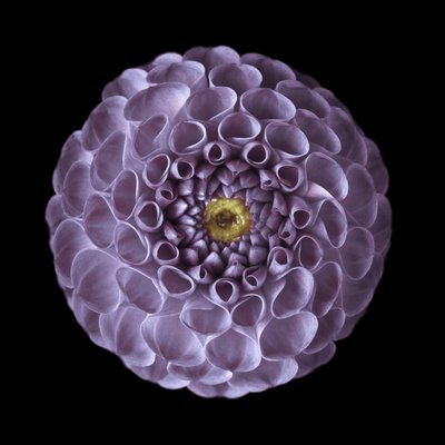 Fine Art Print of Close-up of pompom Dahlia flower by Assaf Frank