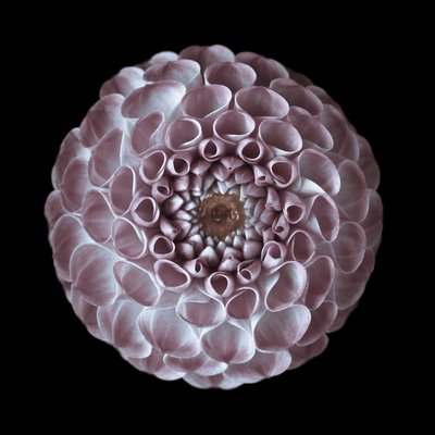 Fine Art Print of Close-up of pompom Dahlia flower by Assaf Frank