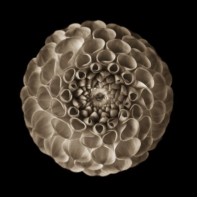 Fine Art Print of Close-up of pompom Dahlia flower (sepia) by Assaf Frank