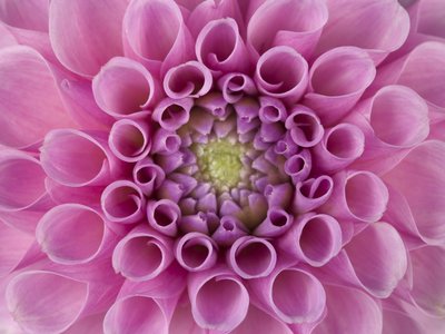 Fine Art Print of Extreme close-up of pompom Dahlia petals by Assaf Frank