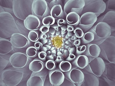 Fine Art Print of Extreme close-up of pompom Dahlia petals by Assaf Frank