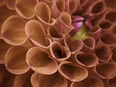 Fine Art Print of Extreme close-up of pompom Dahlia petals by Assaf Frank
