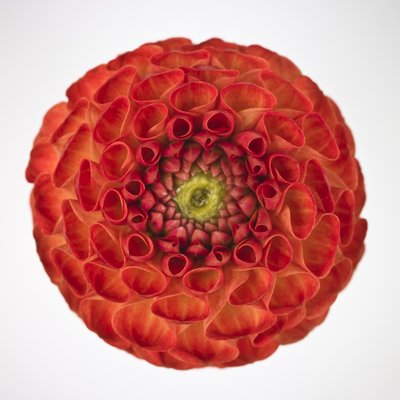 Fine Art Print of Close-up of pompom Dahlia flower by Assaf Frank