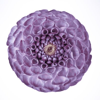 Fine Art Print of Close-up of pompom Dahlia flower by Assaf Frank