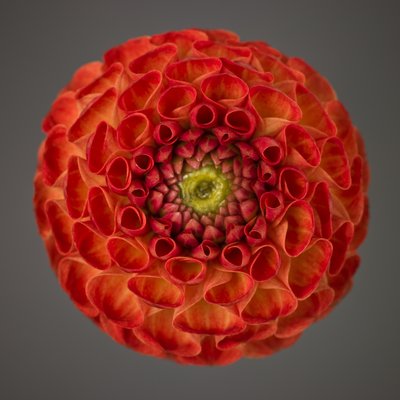 Fine Art Print of Close-up of pompom Dahlia flower by Assaf Frank