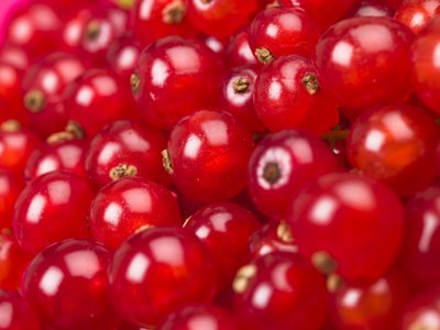 Fine Art Print of Red currants close-up by Assaf Frank