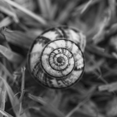 Fine Art Print of Close up of a coiled Shell on Straw Background by Assaf Frank