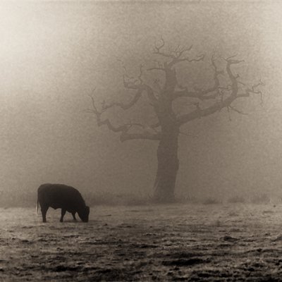 Fine Art Print of Single Tree in mist and fog by Assaf Frank