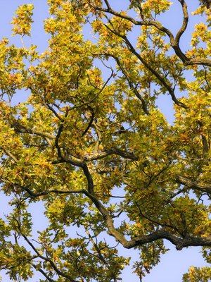 Fine Art Print of Autumn Leaves against blue skies by Assaf Frank