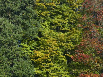 Fine Art Print of Autumn Leaves by Assaf Frank