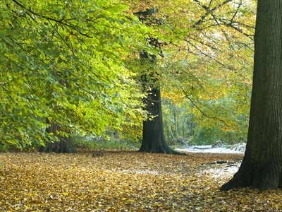 Fine Art Print of Trees in forest at Autumn by Assaf Frank