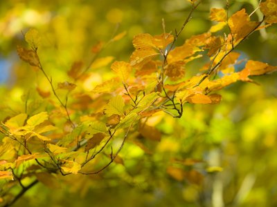 Fine Art Print of Yellow leaves on Branches, full frame by Assaf Frank