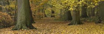 Fine Art Print of Yellow Leaves on forest floor with Trees in autumn, Berkshire UK by Assaf Frank