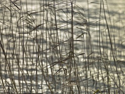 Fine Art Print of Reeds in water close-up by Assaf Frank