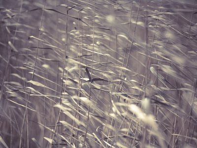 Fine Art Print of Reeds close-up by Assaf Frank