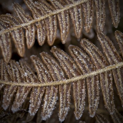 Fine Art Print of Fern leaf foliage with frost full frame by Assaf Frank
