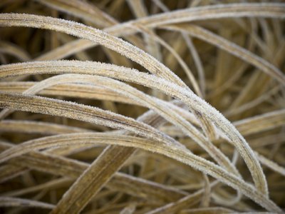 Fine Art Print of Close-up of frost on grass, England by Assaf Frank