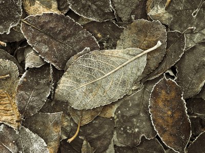Fine Art Print of Autumn foliage with frost full frame by Assaf Frank