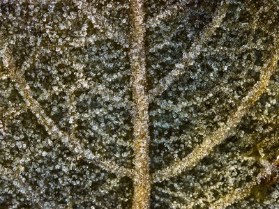 Fine Art Print of Autumn leaves with frost extreme close-up full frame by Assaf Frank