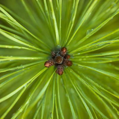 Fine Art Print of Pine shoots close-up full frame by Assaf Frank