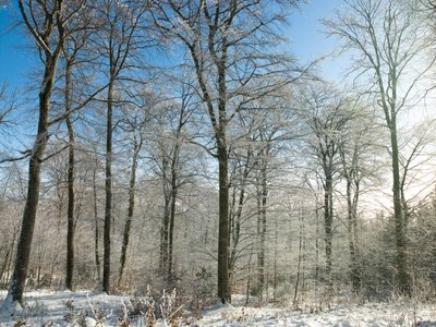 Fine Art Print of Forest trees with snow against blue skies by Assaf Frank