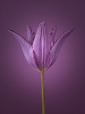 Fine Art Print of Single tulip flower by Assaf Frank