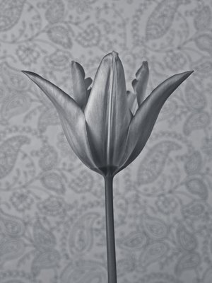 Fine Art Print of Single tulip flower by Assaf Frank