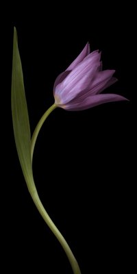 Fine Art Print of Single Moneymaker Tulip by Assaf Frank
