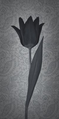 Fine Art Print of Single Moneymaker Tulip by Assaf Frank