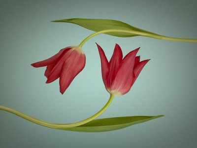 Fine Art Print of Two Tulips by Assaf Frank