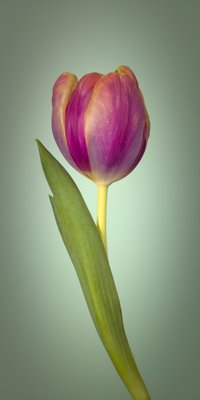 Fine Art Print of Single Tulip Flower, Side View by Assaf Frank