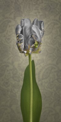 Fine Art Print of Rcoco tulip, side view by Assaf Frank