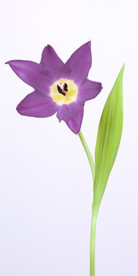 Fine Art Print of Moneymaker Tulip by Assaf Frank