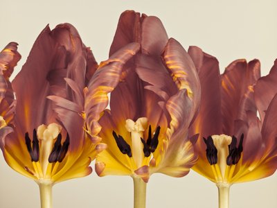 Fine Art Print of Three rococo tulips close-up by Assaf Frank