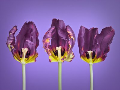 Fine Art Print of Three rococ tulip flowers by Assaf Frank