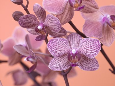 Fine Art Print of Orchids Close-up by Assaf Frank