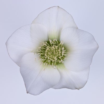 Fine Art Print of Hellebores Flower close-up by Assaf Frank