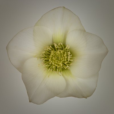 Fine Art Print of Hellebores Flower close-up by Assaf Frank